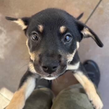 Andromeda -  Terrier Dog for Adoption in Palm Springs, California - Andromeda | PetCurious