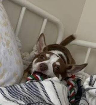 Frankie -  Chihuahua Dog for Adoption in Sanford, North Carolina - Frankie | PetCurious