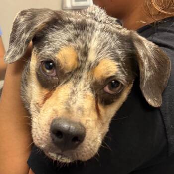Lana -  Mixed Breed Dog for Adoption in Yuma, Arizona - Lana | PetCurious