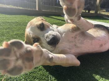 Bentley -  Hound and Coonhound Dog for Adoption in Youngsville, North Carolina - Bentley | PetCurious