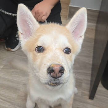 Rescue Siberian Husky Dogs for Adoption in San Jacinto, California - Butterscotch | PetCurious