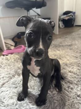 Lilly -  Pit Bull Terrier Dog for Adoption in Willingboro, New Jersey - Lilly | PetCurious