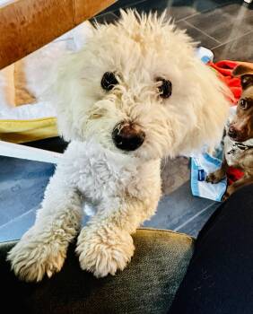 Rescue Bichon Frise Dogs for Adoption - Mary Puppins! | PetCurious