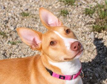 Gidget -  Mixed Breed Dog for Adoption in Plain City, Ohio - Gidget | PetCurious