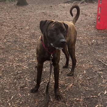 Mixed Breed Dogs Available for Adoption - Weston | PetCurious