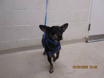 Bruno(320) -  Chihuahua and Terrier Dog for Adoption in Marietta, Georgia - Bruno(320) | PetCurious