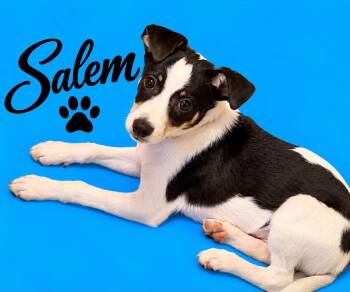 Salem -  Rat Terrier Dog for Adoption in Walker, Louisiana - Salem | PetCurious