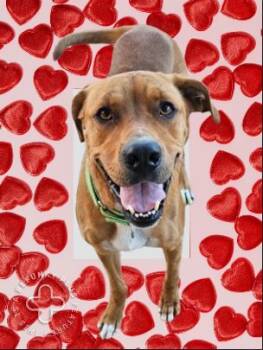 Rescue Labrador Retriever and Mixed Breed Dogs for Adoption in Houston, Texas - MACY | PetCurious