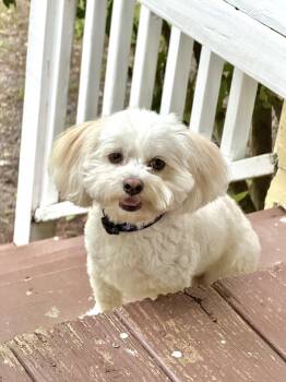Oliver -  Shih Tzu Dog for Adoption in Douglas, Georgia - Oliver | PetCurious