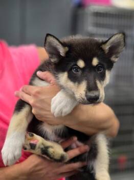 Ezekiel -  Collie Dog for Adoption in Carthage, Missouri - Ezekiel | PetCurious