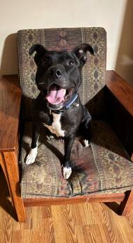 Pit Bull Terrier Dogs Available for Adoption in Los Angeles, California - Yetti | PetCurious