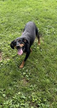 Juniper -  Hound Dog for Adoption in Cleveland, Ohio - Juniper | PetCurious