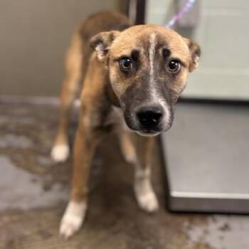 Cheyenne -  Australian Kelpie Dog for Adoption in Red Bluff, California - Cheyenne | PetCurious