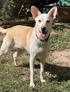 Rescue Shepherd Dogs for Adoption in Sadler, Texas - Rosie | PetCurious