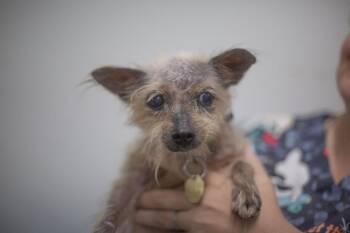 Clover -  Yorkshire Terrier Dog for Adoption in Mountain Home, Arkansas - Clover | PetCurious