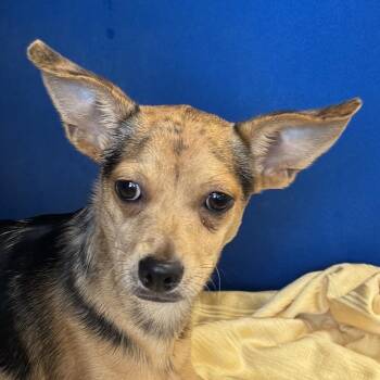 Kato -  Mixed Breed Dog for Adoption in Las Cruces, New Mexico - Kato | PetCurious