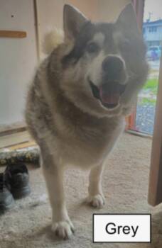 Alaskan Malamute Dogs Available for Adoption - Tex And Grey | PetCurious