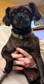 Roscoe -  Shih Tzu and Mixed Breed Dog for Adoption in Bowling Green, Kentucky - Roscoe | PetCurious