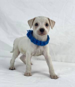 Pawlo the lab mix puppy -  Labrador Retriever and Retriever Dog for Adoption in Muskego, Wisconsin - Pawlo The Lab Mix Puppy | PetCurious