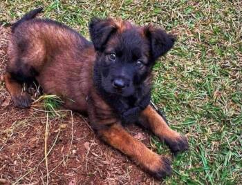 Diesel -  Belgian Shepherd Malinois and German Shepherd Dog Dog for Adoption in Monticello, Mississippi - Diesel | PetCurious