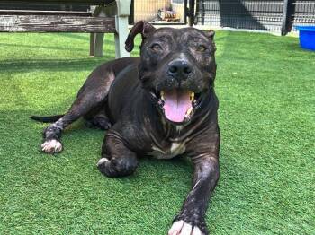 Rescue Pit Bull Terrier Dogs for Adoption in Tustin, California - LEXI | PetCurious