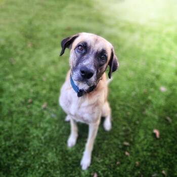 Rescue Anatolian Shepherd Dogs for Adoption in Houston, Texas - Winn-Dixie (Aka Winn) | PetCurious