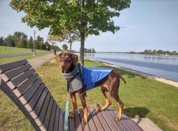 Mixed Breed Dogs Available for Adoption - Sasha | PetCurious