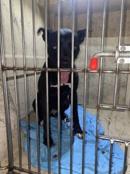 Rescue Pit Bull Terrier Dogs for Adoption in Indianapolis, Indiana - CECILIA | PetCurious