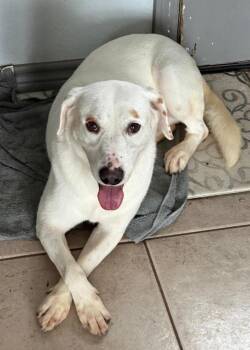 Labrador Retriever and Mixed Breed Dogs Available for Adoption - Charlie | PetCurious