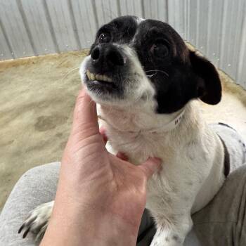 Terrier Dogs Available for Adoption in Parrish, Alabama - Manny Hw Pos | PetCurious