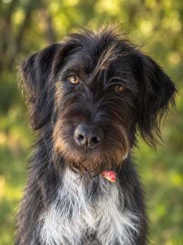 Steven Tyler -  German Wirehaired Pointer Dog for Adoption in Kiowa, Oklahoma - Steven Tyler | PetCurious