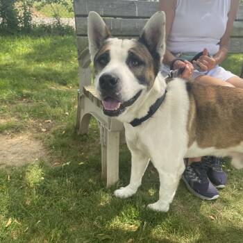 Z -  Husky Dog for Adoption in Elyria, Ohio - Z | PetCurious