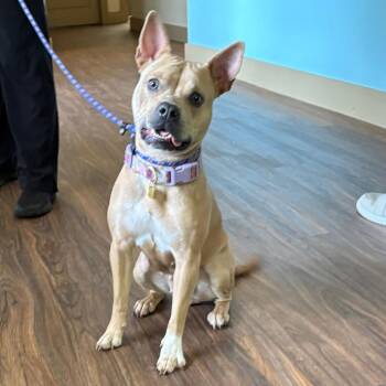 Brandi 2768 -  Terrier Dog for Adoption in Loxahatchee Groves, Florida - Brandi 2768 | PetCurious