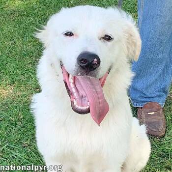 Filmore in KY - Loves Splashing In The Water -  Great Pyrenees Dog for Adoption in Beacon, New York - Filmore In KY - Loves Splashing In The Water | PetCurious