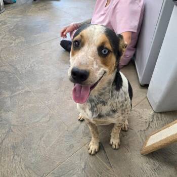 Rowdy -  Australian Cattle Dog Blue Heeler Dog for Adoption in Salt Lake City, Utah - Rowdy | PetCurious