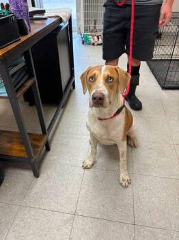 Jarvis -  Hound Dog for Adoption in Sorrento, Louisiana - Jarvis | PetCurious