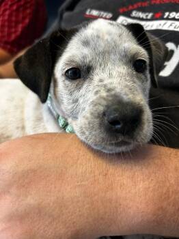 Logan -  Pit Bull Terrier and Cattle Dog Dog for Adoption in Morgantown, Kentucky - Logan | PetCurious