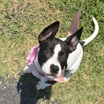Ella -  Pit Bull Terrier and Terrier Dog for Adoption in Williamsburg, Virginia - Ella | PetCurious