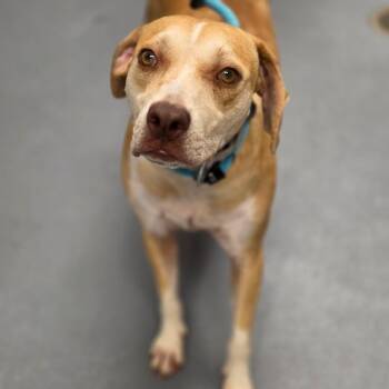 Mason -  Mixed Breed Dog for Adoption in Sarasota, Florida - Mason | PetCurious