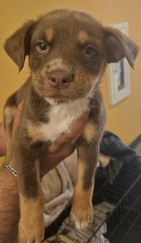 Mixed Breed Dogs Available for Adoption in Dallas, Texas - Claire | PetCurious