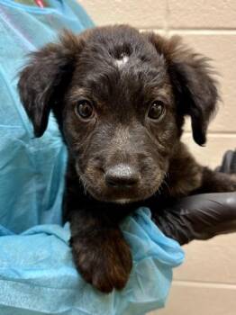 Baja Blast -  Mixed Breed Dog for Adoption in Wichita, Kansas - Baja Blast | PetCurious