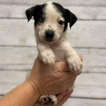 Terry -  Mixed Breed Dog for Adoption in Buffalo, Minnesota - Terry | PetCurious