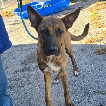Rescue Dutch Shepherd Dogs for Adoption in Hinesville, Georgia - Mac | PetCurious