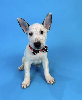 Stein -  Bull Terrier Dog for Adoption in Alvin, Texas - Stein | PetCurious