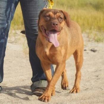 THELMA -  Mixed Breed Dog for Adoption in Fernandina Beach, Florida - THELMA | PetCurious