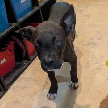 Irving -  Mixed Breed Dog for Adoption in Boaz, Alabama - Irving | PetCurious
