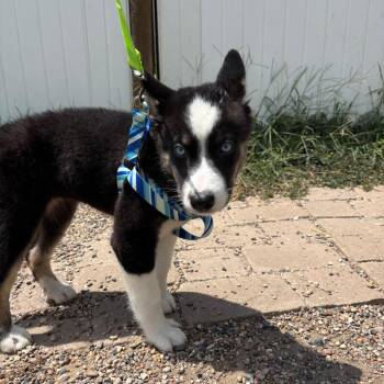 Stevie -  Husky and Australian Shepherd Dog for Adoption in West Des Moines, Iowa - Stevie | PetCurious