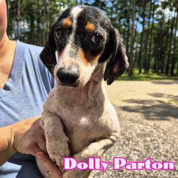 Dolly Parton -  Dachshund Dog for Adoption in San Antonio, Texas - Dolly Parton | PetCurious