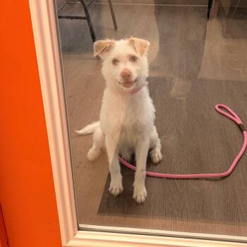 Max -  Mixed Breed Dog for Adoption in Spokane, Washington - Max | PetCurious