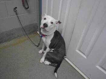 Rescue Pit Bull Terrier Dogs for Adoption in Hopkinsville, Kentucky - Lady | PetCurious